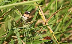 Chestnut-breasted Munia